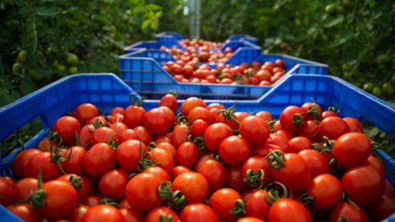 عودة الطماطم إلى الموائد المغربية بعد انخفاض أسعارها إلى 3 دراهم للكيلوغرام