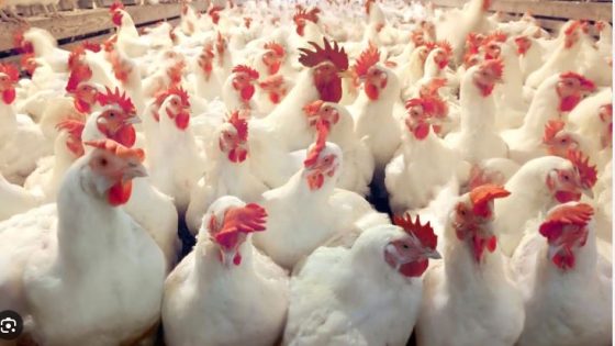 أسعار الدجاج تحت السيطرة هذا الصيف.. لا زيادة متوقعة والكتاكيت متوفرة