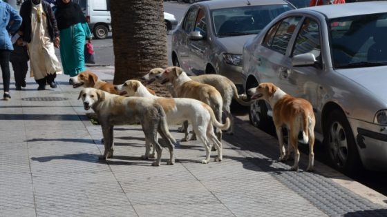 الكلاب الضالة في فاس: حيوانات مفترسة تجوب الشوارع بكل حرية