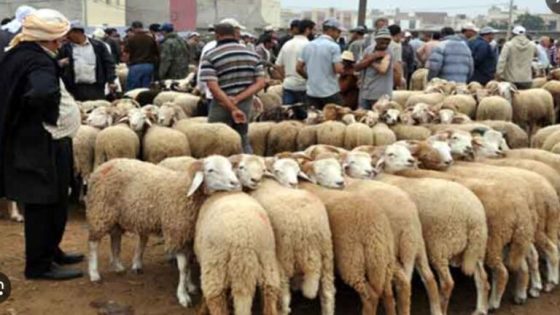 جدل في الأوساط الفلاحية حول إغلاق محتمل لأسواق المواشي قبيل عيد الأضحى