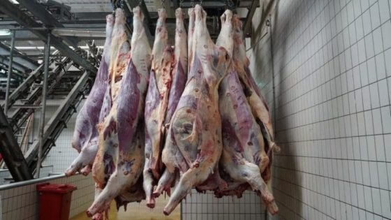 عيد بدون أضاحي… اللحوم الإسبانية تغزو الأسواق المغربية لتلبية الطلب