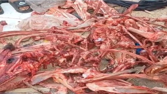 ليلة العيد تتحول إلى صدمة بحي المسيرة 3 بالدار البيضاء بسبب العثور على رؤوس حمير وبغال