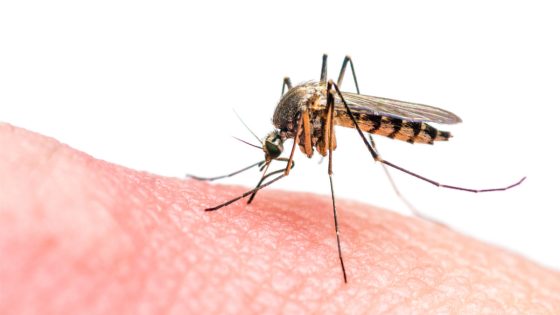 الشنيولة تغزو صفرو: صرخات سكان تطلب التدخل العاجل من الجهات المسؤولة.