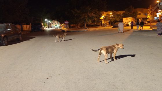 انتشار الكلاب الضالة بصفرو: كابوس يؤرق سكان حي المقاسم ويهدد سلامة الأطفال.