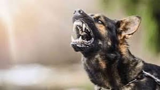 كلب ينهي حياة ثلاثة أشخاص