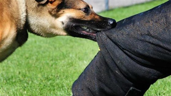 سائحة أجنبية تتعرض لعضة كلب ضال في شفشاون