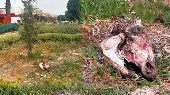 الجديد : تحقيق عاجل بعد العثور على بقايا حيوانية قرب محلات الجزارة.