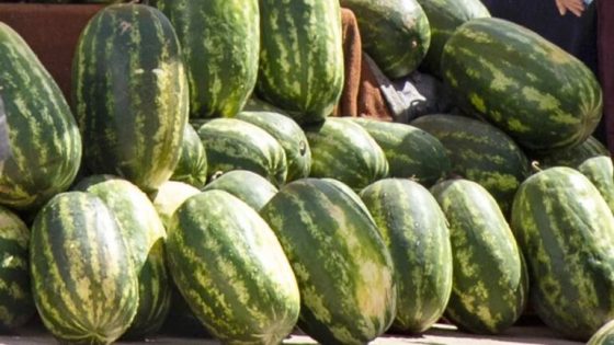 المكتب الوطني للسلامة الصحية يطمئن المغاربة: مراقبة صارمة للمبيدات في زراعة البطيخ الأحمر لضمان سلامة المستهلكين