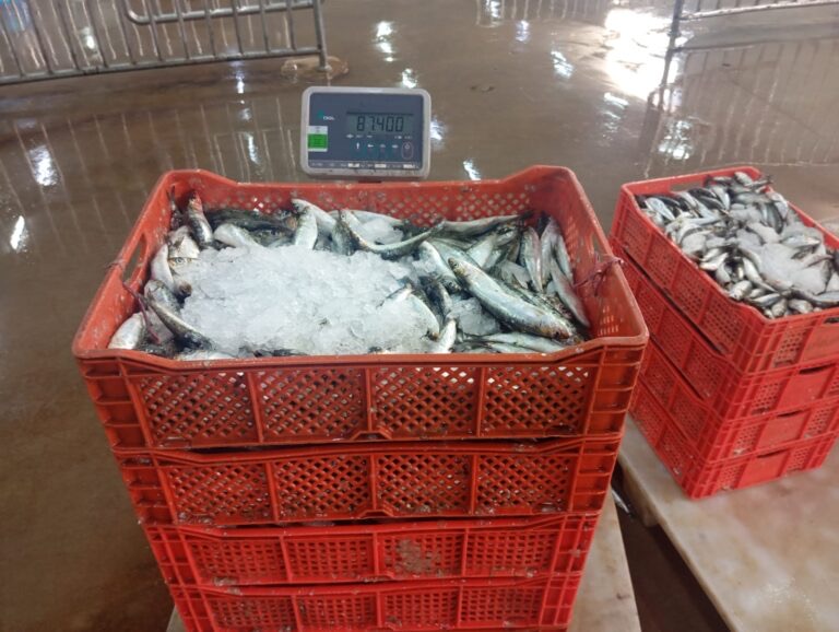 ميناء العيون يهتز على وقع محاولة تهريب ضخمة للسردين تكشف هشاشة الرقابة البحرية