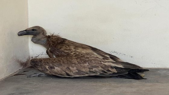 النسر البري يعود للحياة بعد علاج ناجح في جرادة!