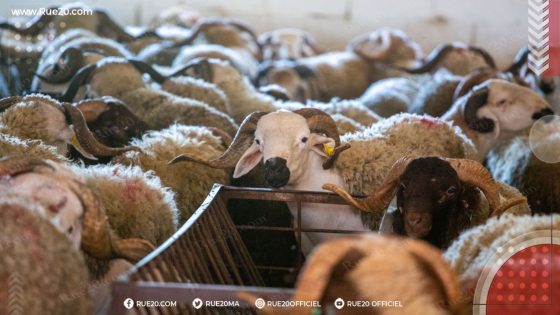 وزير الفلاحة: نجاح كبير في إحصاء قطيع الماشية