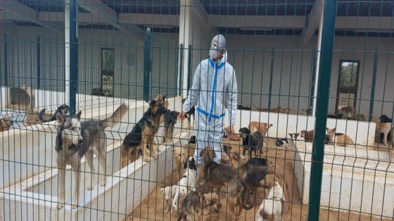 القانون 19.25: حماية الحيوانات الضالة وضمان سلامة المواطنين