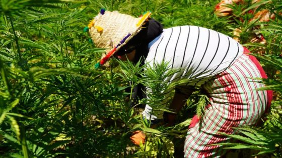 فلاحو القنب الهندي بتاونات يشتكون: سنة كاملة دون مقابل رغم تسليم المحصول لشركة مرخصة!