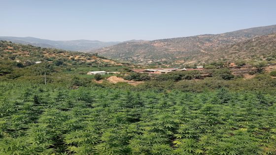 صراع “الكيف” بين صنهاجة وغمارة وتاونات.. من يملك حق الزراعة المقننة؟