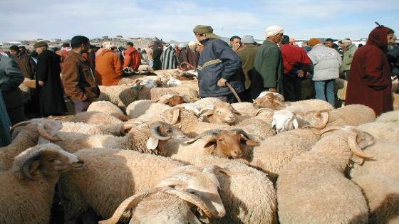 تحطيم الأرقام القياسية: الحكومة تكشف عن زيادة رؤوس الماشية