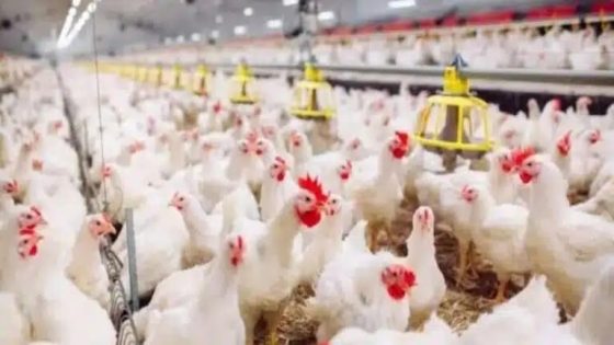 دجاج الصيف يحترق سعراً: ارتفاع قياسي يُربك ميزانيات المغاربة ويشعل الجدل