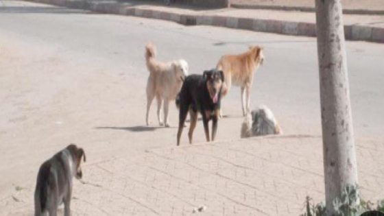 هجوم كلاب ضالة يرسل طفلًا إلى المستشفى ويُفزع ساكنة حي تماسينت بورزازات