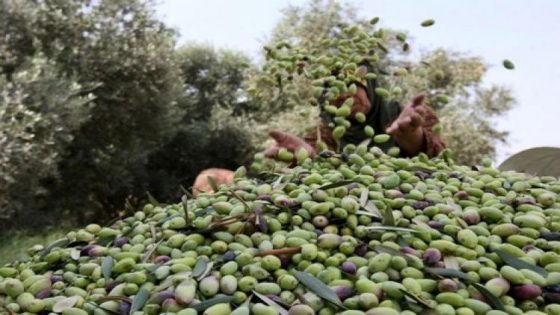 دعوة لتشديد الرقابة على صادرات الزيتون: حماية المستهلك أولاً