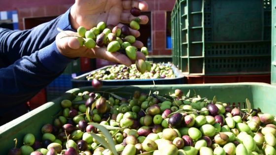 وزير الفلاحة: إنتاج وفير من الزيتون وتوقعات بتراجع الأسعار