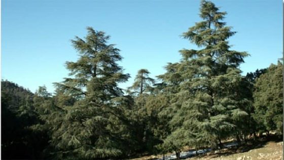 مافيا الغابات في المغرب تهدد شجر الأرز بالانقراض!