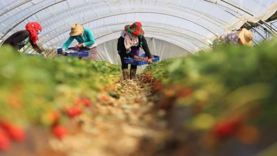 الفراولة الإسبانية تعزز التعاون مع العمال المغاربة