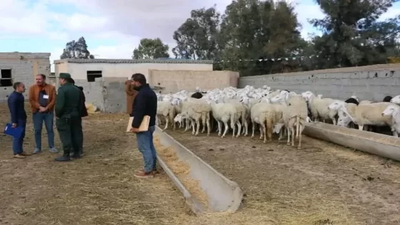 إعادة تشكيل القطيع: الدعم المالي الضخم، هل يستفيد منه الجميع؟