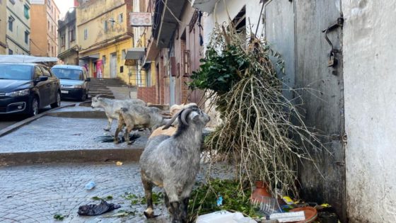 روائح كريهة ومعازٍ سائبة تشوّه المشهد الحضري بحي السواني بطنجة