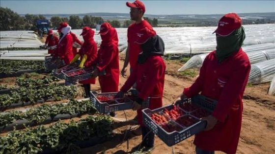 فضيحة استغلال جنسي تهز ضيعات هويلفا: توقيف مالك مزرعة متهم بابتزاز عاملات موسميات بينهن مغربيات