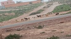 تمصلوحت تحت رحمة الكلاب الضالة… ساكنة العسيري تدق ناقوس الخطر وتطالب بتدخل عاجل