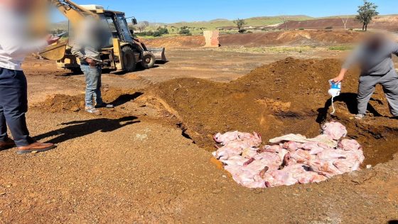 حجز سيارة محمّلة بلحوم فاسدة بجماعة المنابهة في اتجاه سوق تامنصورت