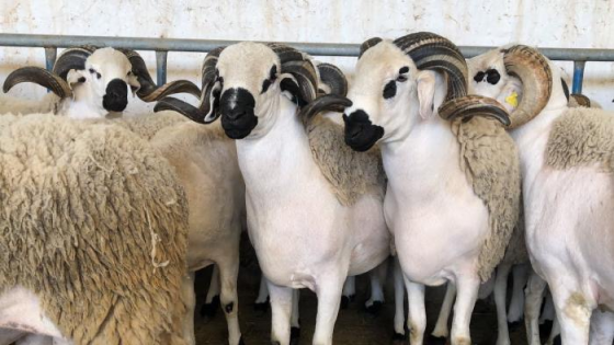 أسعار الأكباش تُلهب جيوب المواطنين قُبيل عيد الأضحى